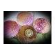 VeroS Screen Ispahan
